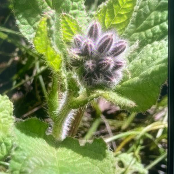 Bernagie (Borago officinalis)